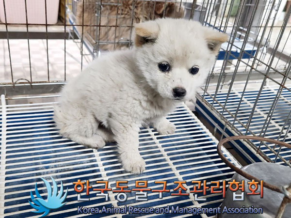 한국동물구조관리협회_441406202300526